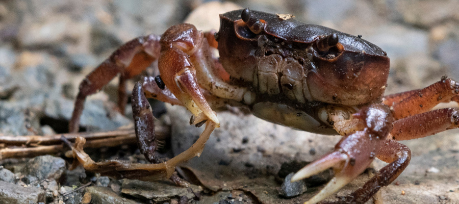 Picture of Japanese Freshwater Crab