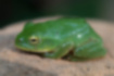 Schlegel's green tree frog