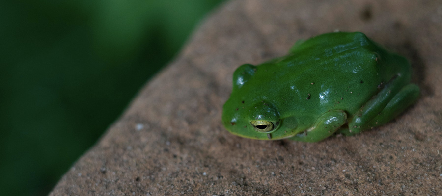 Picture of Schlegel's green tree frog
