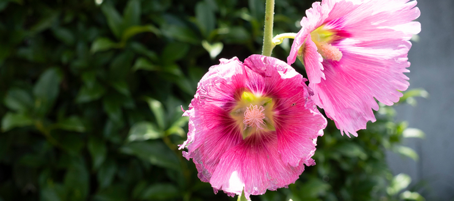 Picture of Hollyhock