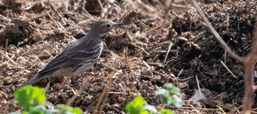 Picture of Buff-bellied Pipit