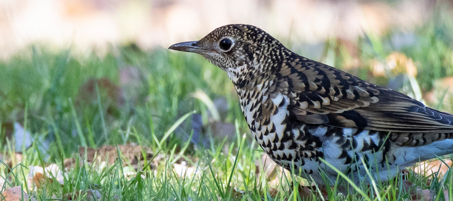 Picture of Scaly Thrush