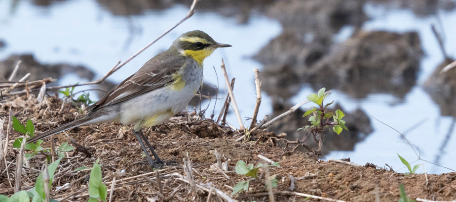 Picture of Yellow wagtail