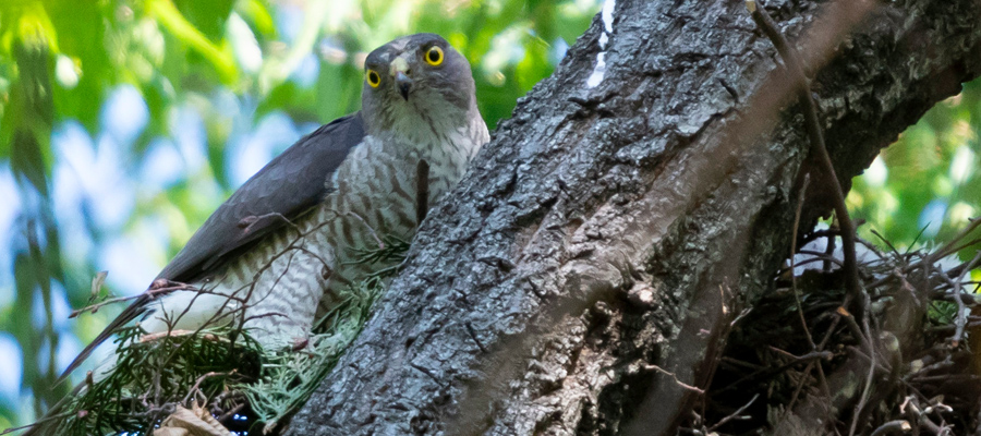 Picture of Japanese Sparrowhawk