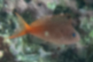 Swallowtail hawkfish