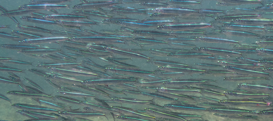 Picture of round herring