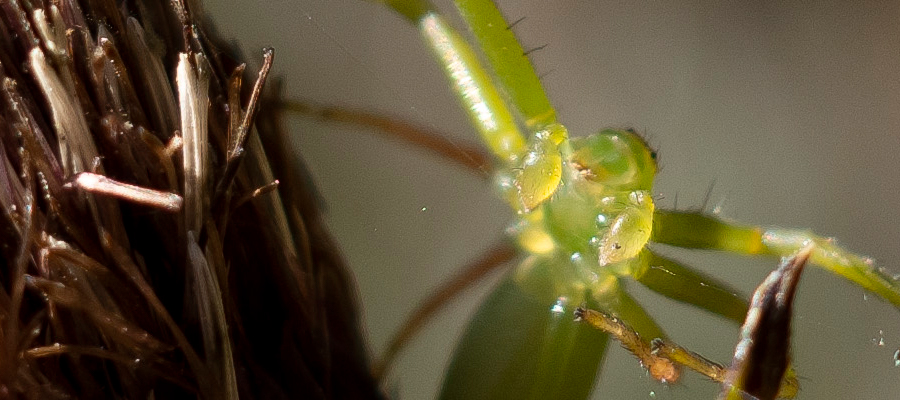 Picture of grass crab spiders
