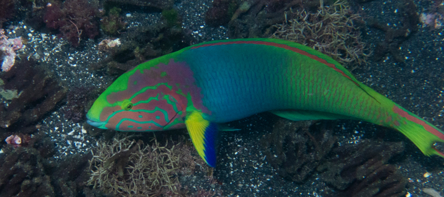 Picture of Yellow-brown wrasse