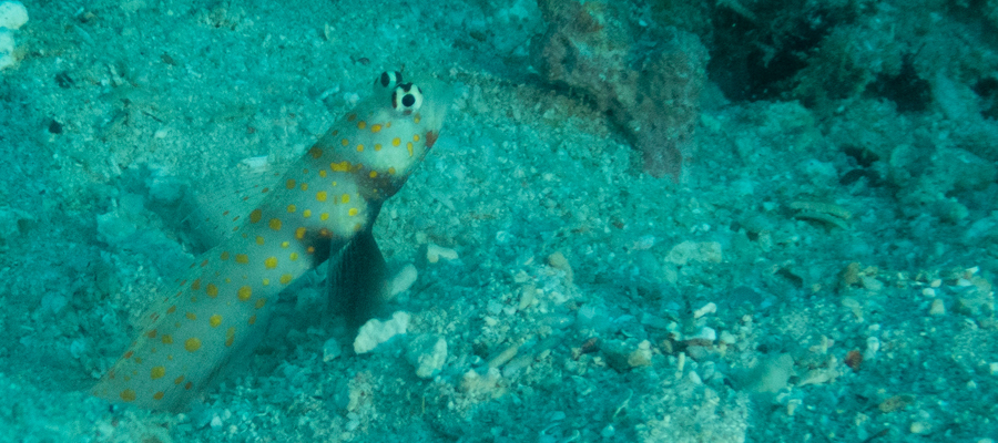 Picture of Spotted prawn-goby