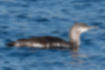 Picture of Red-throated Loon1｜Slightly elongated silhouette.