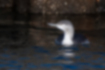 Picture of Red-throated Loon2｜The beak is slightly curved.