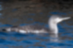 Picture of Red-throated Loon3｜Closed eyes.