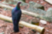 Picture of Japanese Wood Pigeon3｜The color from head to neck is beautiful.
