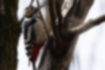 アカゲラの写真3｜背面は黒地に白の斑点が入ります。