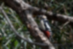 Picture of Great Spotted Woodpecker4｜It clings to trees with its claws.