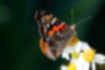 Picture of Indian red admiral2｜The forewings on the underside are a little flashy.