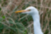 Picture of Cattle Egret3｜A little brown remains on the top of the head.