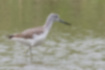 Picture of Greenshank1｜Paws are grayish blue-green.