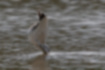 Picture of Greenshank2｜Feeding in a great position.