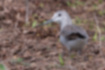 Picture of Greenshank3｜In the footpath.