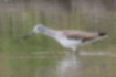 Picture of Greenshank4｜Near the base of the beak is almost gray.
