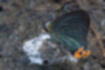 アオバセセリの写真2｜地面にとまっていました。