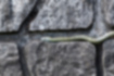 アオダイショウの写真4｜体には濃い褐色の縦縞が、曖昧に走っています。