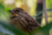 Picture of Black-faced Bunting3｜It's sober, but it's a color that blends well with grass and the ground.