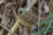 Picture of Black-faced Bunting4｜A male with black eyes.