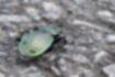 Picture of Carabus insulicola5｜Crossed the concrete road and went towards the forest.