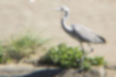 Picture of Grey Heron1｜Overall gray young bird.
