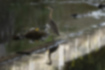Picture of Grey Heron2｜Under a covered bridge on a car street.