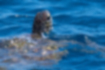 Picture of Green Sea turtle1｜They are brown.