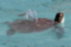 アオウミガメの写真2｜海面近くで息継ぎをしていました。