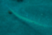 Picture of Bluespotted cornetfish1｜It has a thin cylindrical shape.
