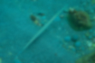 Picture of Bluespotted cornetfish2｜Elongated from the caudal fin.