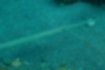 Picture of Bluespotted cornetfish3｜We were near the bottom of the water.