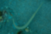 Picture of Bluespotted cornetfish4｜Twisted and turned.