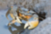 アシハラガニの写真1｜目の下に白い斑点が並んでいます。