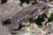 アズマヒキガエルの写真1｜背面は黒褐色で、大きな鼓膜をもちます。