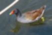Picture of Common Moorhen1｜It is characterized by its red beak and long yellow-green legs.