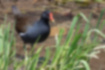 Picture of Common Moorhen5｜Eating grass by the water.