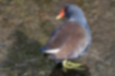 Picture of Common Moorhen6｜Came out in the sun on the Yudono River.