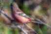 Picture of Long-tailed Rosefinch2｜The flight feathers are black and white striped.