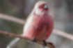 Picture of Long-tailed Rosefinch5｜The area around the beak is bright red.