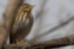 Picture of Olive-backed Pipit1｜There are white spots behind the ear feathers.