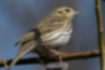 Picture of Olive-backed Pipit2｜The upper surface of the body is brown.