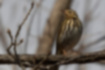 Picture of Olive-backed Pipit3｜Vertical stripes run on the white belly.