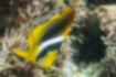 Picture of Raccoon butterflyfish2｜There are black and white bands on the face.