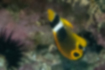 Picture of Raccoon butterflyfish3｜There is a black dot on the tail.